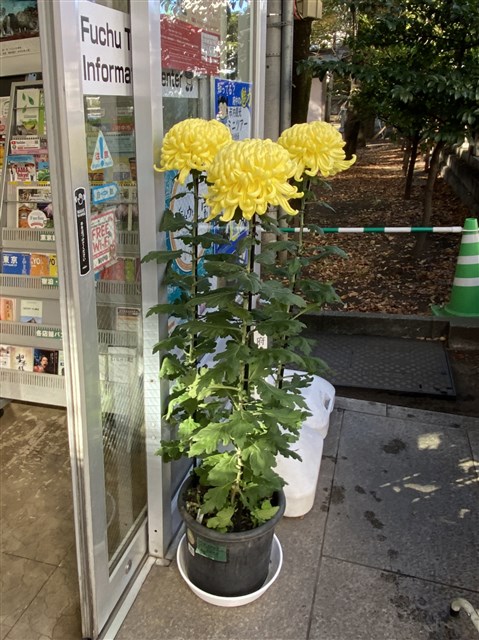 第６２回府中愛菊会 菊花展 大國魂神社境内 府中観光協会