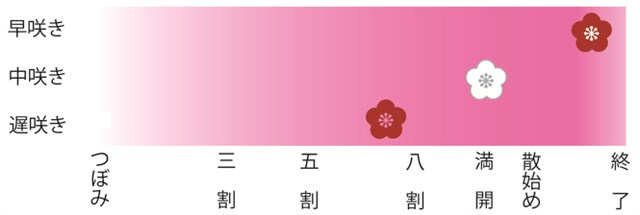 3月5日更新】府中市の四季折々「郷土の森 梅まつり」 | 府中観光協会