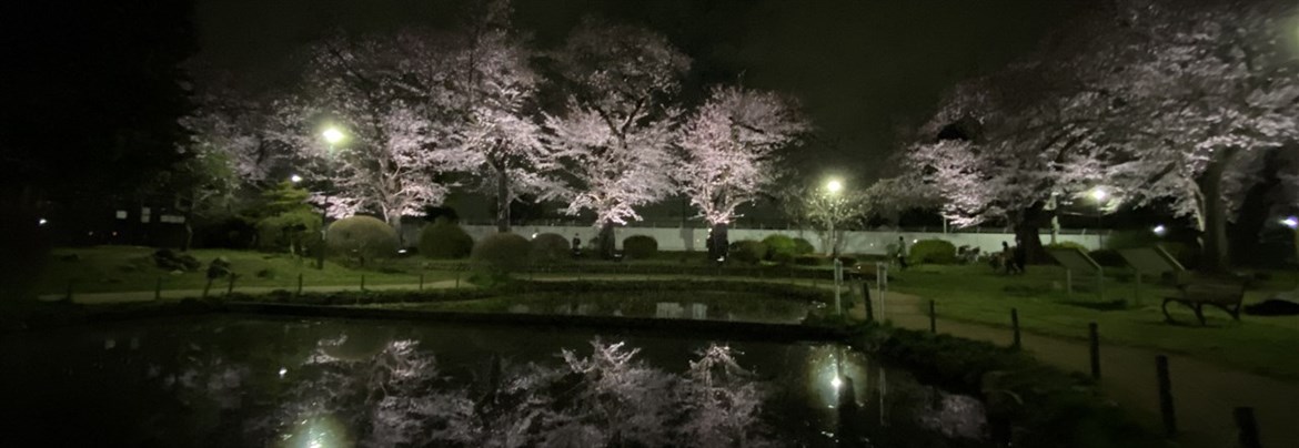 寿中央公園の桜のライトアップ | 府中観光協会