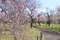 3月5日更新】府中市の四季折々「郷土の森 梅まつり」 | 府中観光協会