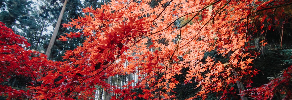 竹灯り 彩シリーズ 〜紅葉季節の移ろい〜 竹灯籠 孟宗竹 鳴く