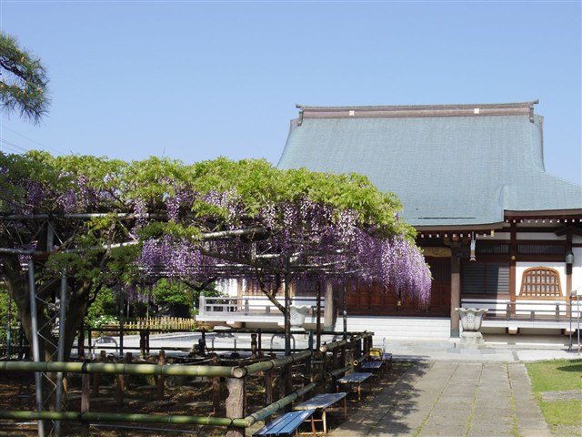 市川市観光協会 高圓寺 藤まつり