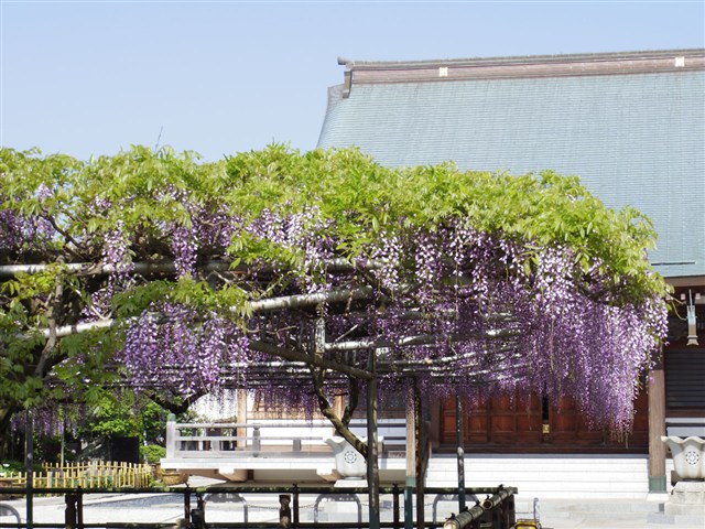 市川市観光協会 高圓寺 藤まつり