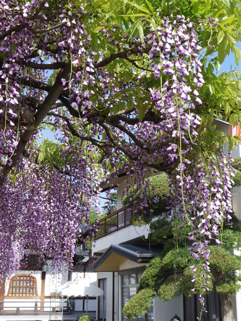 市川市観光協会 高圓寺 藤まつり