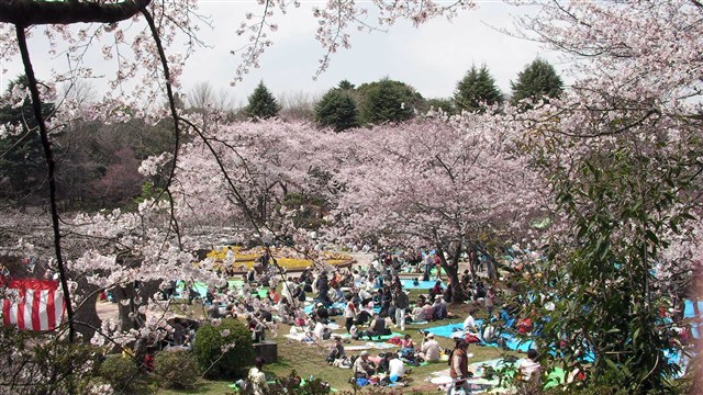 市川市観光協会 第回里見公園桜まつり