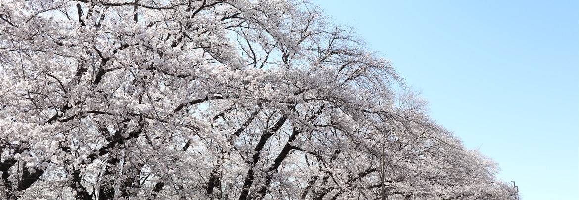 終了】緑のトラスト・2024無線山さくらまつり | 伊奈町観光協会