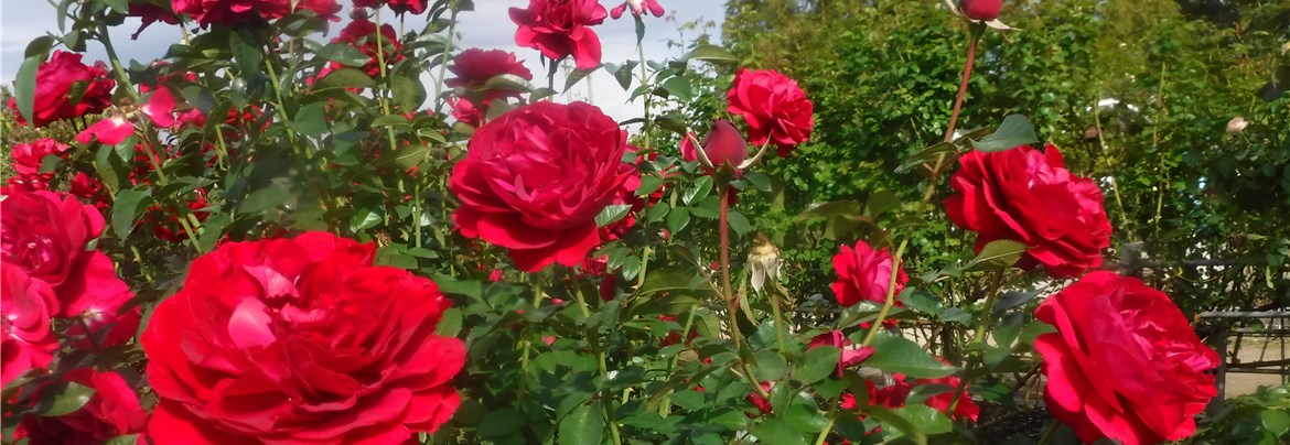 ♡Lokelani様♡ご確認用 バラ苗 ロケラニ | 谷根千フラサークル