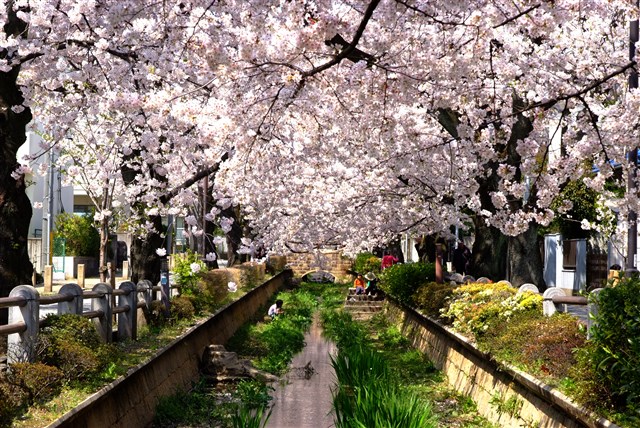 世田谷桜スポット 世田谷まちなか観光 エンジョイ Setagaya