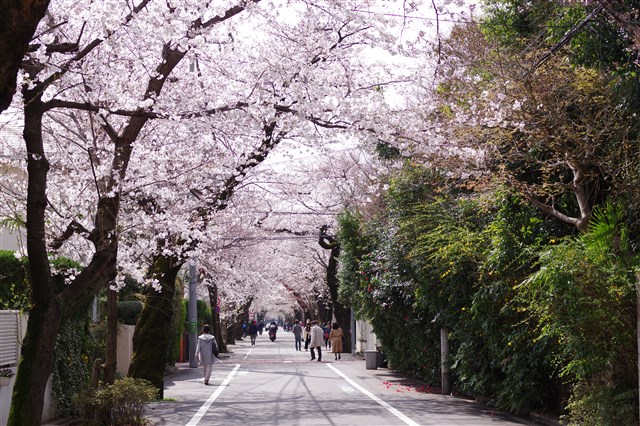 世田谷桜スポット 世田谷まちなか観光 エンジョイ Setagaya