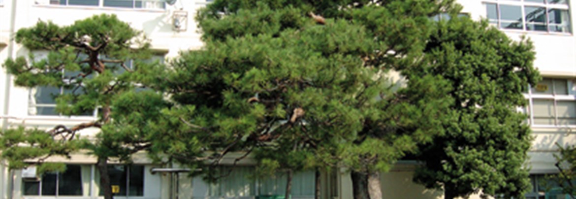 校庭で子どもたちを見守る松の木 世田谷まちなか観光 エンジョイ Setagaya