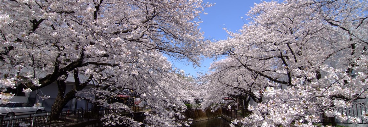 桜並木 野川の桜並木｜調布市 | 東京とりっぷ