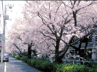 DouglasLaingEpicurean&TheIleachCASK(桜並木様 DouglasLaingEpicurean&TheIleachCASK(桜並木様 2025年 十四川の