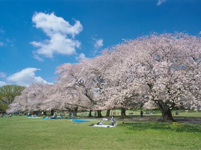 春といえばやっぱり桜 世田谷のお花見スポット 世田谷まちなか観光 エンジョイ Setagaya