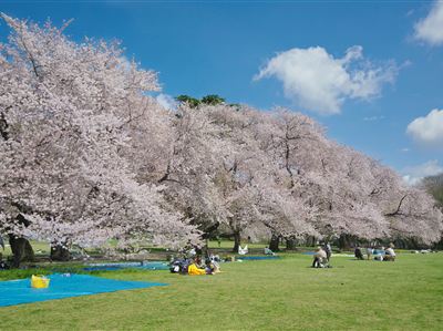 春といえばやっぱり桜 世田谷のお花見スポット 世田谷まちなか観光 エンジョイ Setagaya