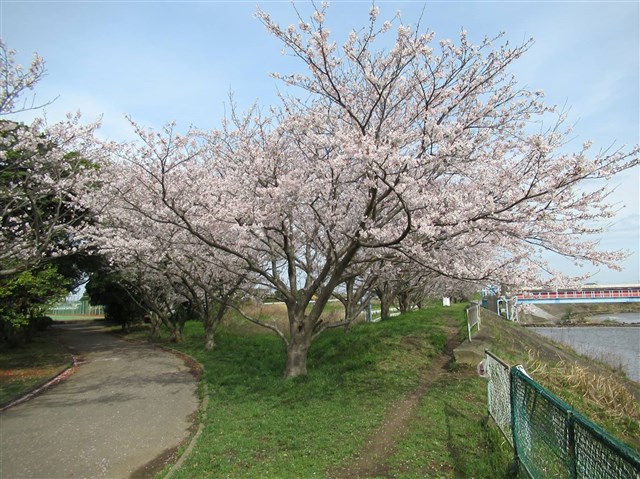 2023年春🌸 | 木更津市観光協会