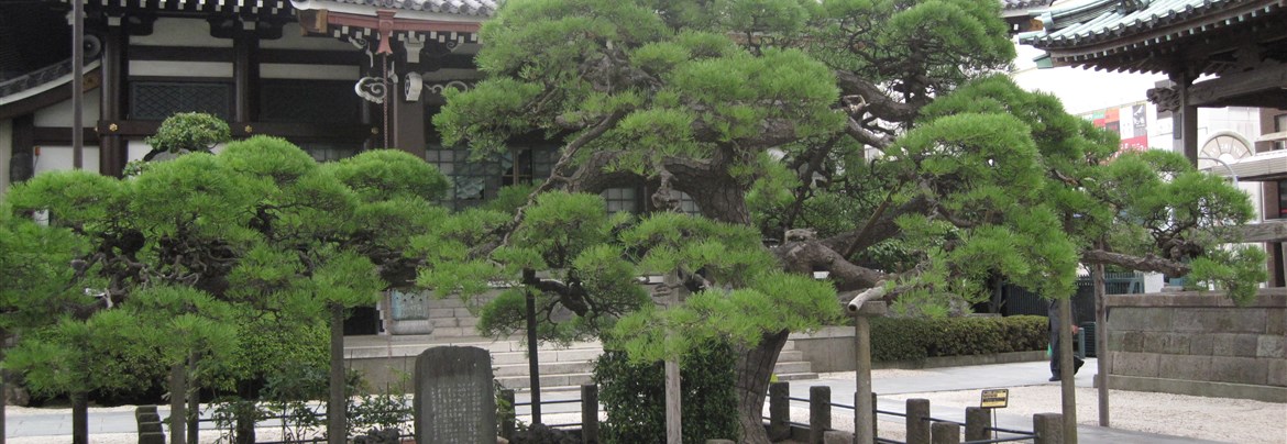 光明寺 木更津市観光協会