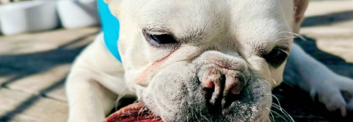カムイピリカ3kg　愛犬に一生一度は与えたい神フード カムイピリカ3kg 一生一度は与えたい神フードの通販 by ワンズ's shop