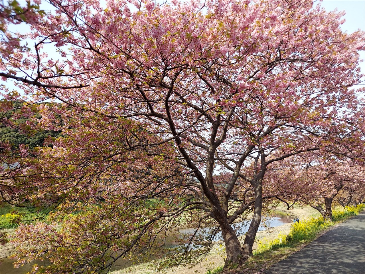 南伊豆町観光協会 Minami Izu Tourism Association