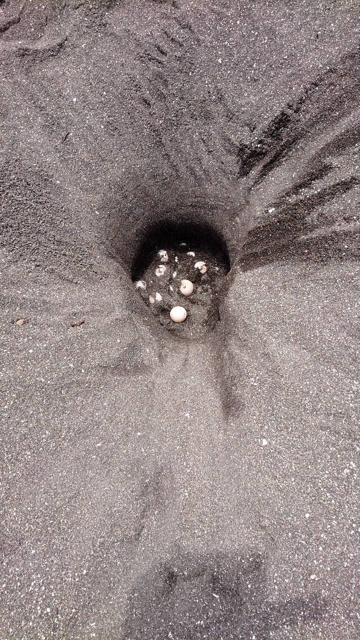 ウミガメについて | 南伊豆町観光協会（Minami-izu Tourism Association）