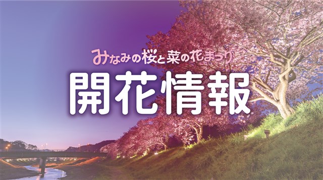 開花情報終了】みなみの桜と菜の花 | 南伊豆町観光協会（Minami-Izu Tourism Association）