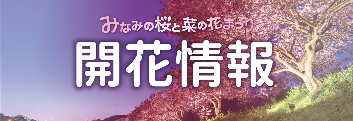 開花情報終了】みなみの桜と菜の花 | 南伊豆町観光協会（Minami-Izu Tourism Association）
