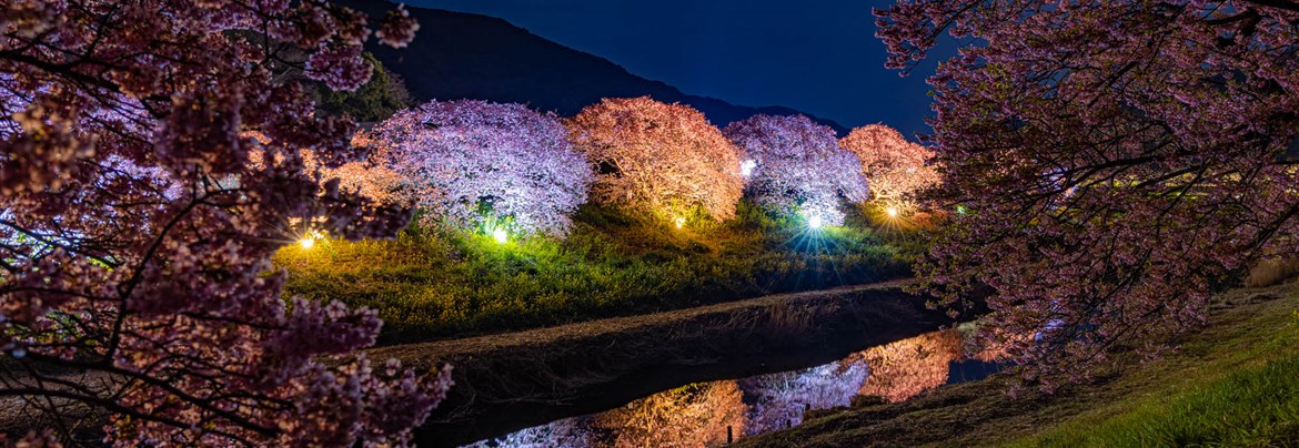 第26回みなみの桜と菜の花まつり | 南伊豆町観光協会（Minami-izu