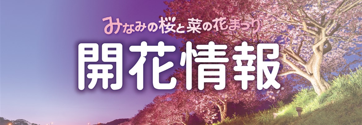 3/10 開花情報（第26回みなみの桜と菜の花まつり） | 南伊豆町観光協会