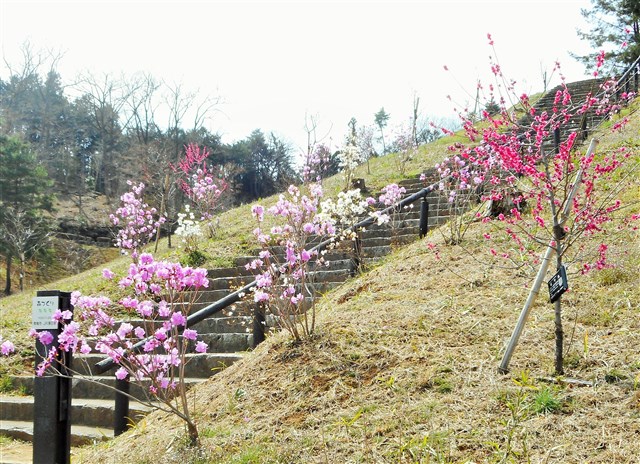 青梅市フォトコンテスト 吉野梅郷梅まつりフォトコンテスト19