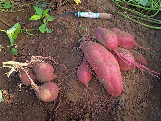 寒川町観光協会の活動 | 一般社団法人 寒川町観光協会 