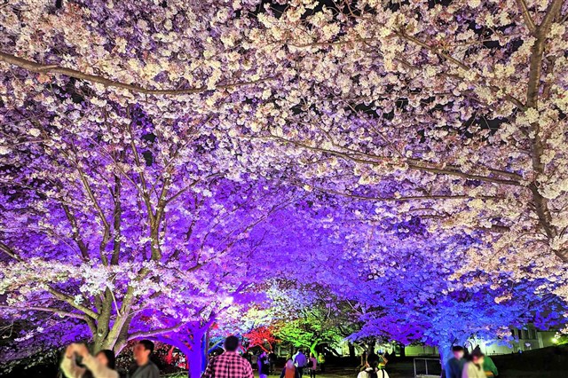 イベント詳細 | 一般社団法人 寒川町観光協会 