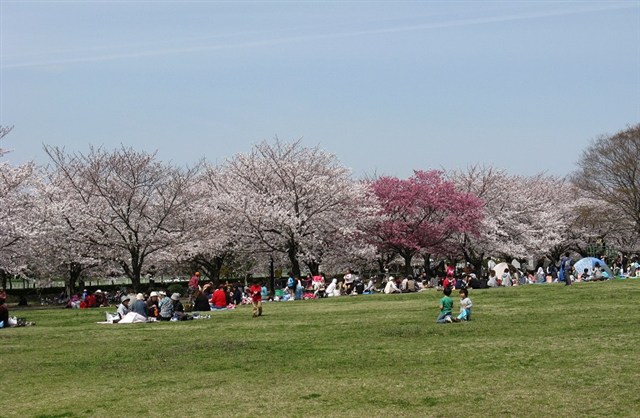 さむかわ中央公園 一般社団法人 寒川町観光協会