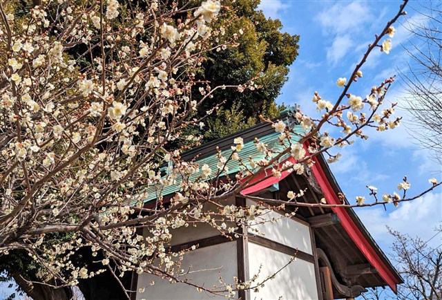 さむかわおみやげ市」ができたよ！ | 一般社団法人 寒川町観光協会