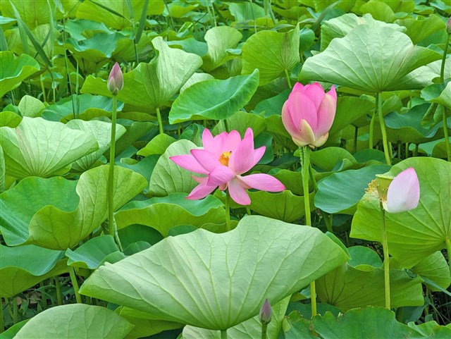 後藤花園の蓮畑 | 一般社団法人 寒川町観光協会