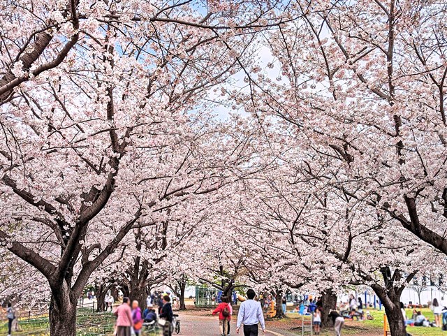 さむかわ桜まつり【ライトアップあり！】 | 一般社団法人 寒川町観光協会