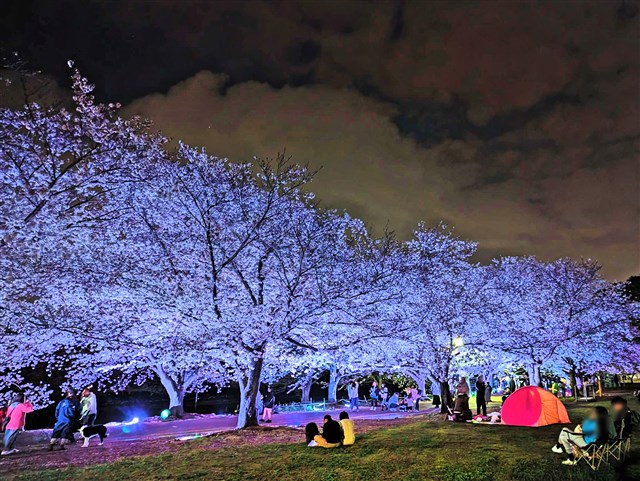 【三蘭夢】特上種 可愛い当歳 3匹セット （上種＆会）発送日限定 NO３ さむかわ桜まつりライトアップあり！ | 一般社団法人 寒川町観光協会