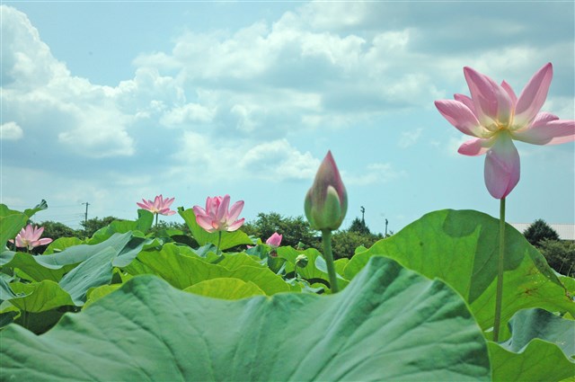 後藤花園の蓮畑 | 一般社団法人 寒川町観光協会