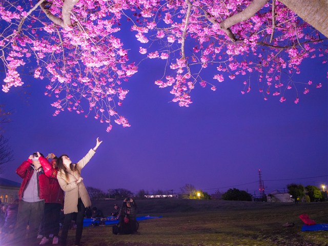 さむかわ桜まつり【ライトアップあり！】 | 一般社団法人 寒川町観光協会 