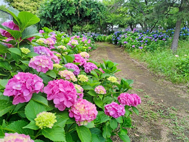 寒川町の紫陽花をたずねてみて！ | 一般社団法人 寒川町観光協会