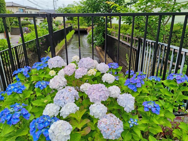 寒川町の紫陽花をたずねてみて！ | 一般社団法人 寒川町観光協会