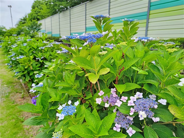 寒川町の紫陽花をたずねてみて！ | 一般社団法人 寒川町観光協会