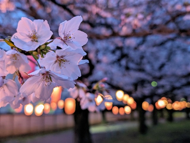 倉見さくらまつり | 一般社団法人 寒川町観光協会 
