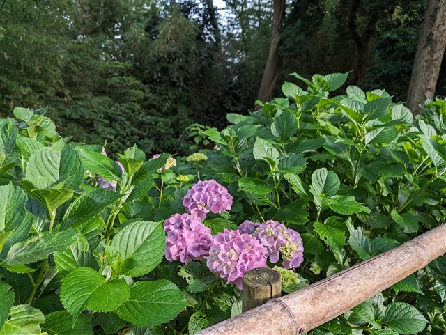 水辺の紫陽花を訪ねてみて！ | 一般社団法人 寒川町観光協会