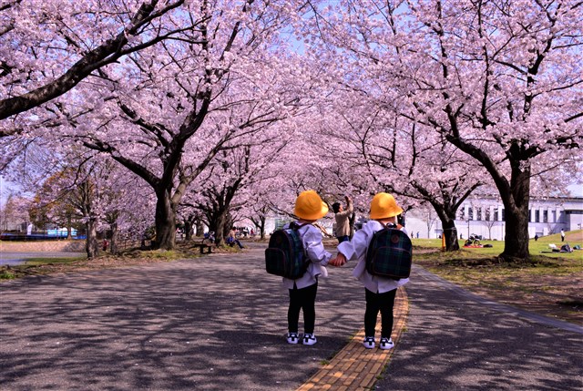 All Cherry Blossoms⭐️新品6枚set⭐️桜並木&旧春爛漫 桜花爛漫 桜ぷりんギフト 3種セット 6個入り（送料込・税込