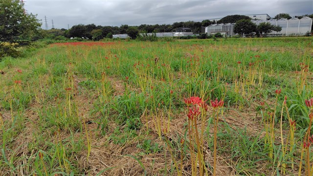 ☆伊藤正一☆「 菜の花畑 」アクリル画 サイズSM 新品！ 【公式通販】