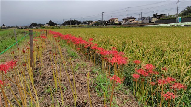 ☆伊藤正一☆「 菜の花畑 」アクリル画 サイズSM 新品！ 【公式通販】