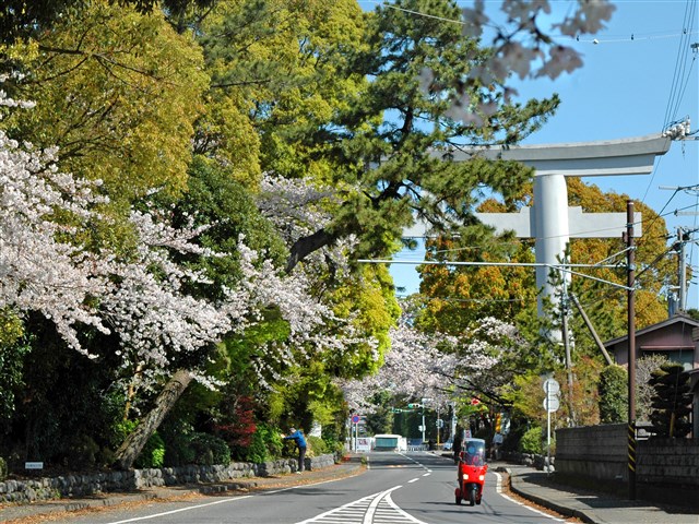 Samukawa-jinja Shrine | 一般社団法人 寒川町観光協会