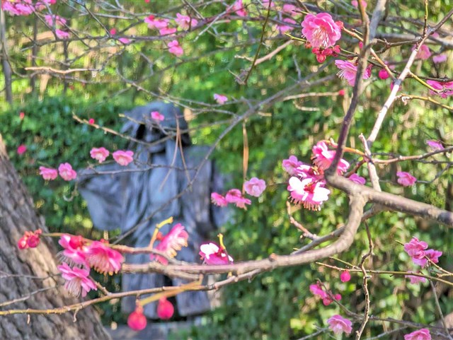 カントリードール 貴女のおそばにいかがでしょうか。 ピンクのお