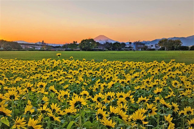 10年目の「さむかわ冬のひまわり」はじまります | 一般社団法人 寒川町