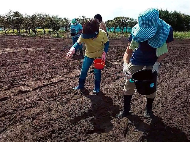 さむかわ冬のひまわり」 | 一般社団法人 寒川町観光協会