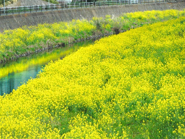 Mekujiri River Canola flower. | 一般社団法人 寒川町観光協会